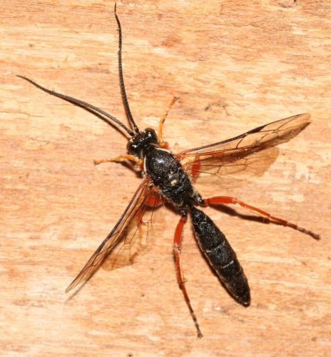 Coelichneumon rudis